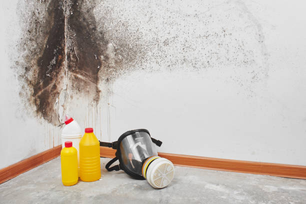Best Mold Testing  in Harveys Lake, PA