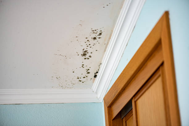 Best Commercial Mold Removal  in Harveys Lake, PA