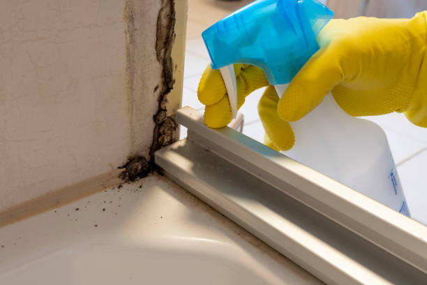 Best Professional Mold Removal  in Harveys Lake, PA