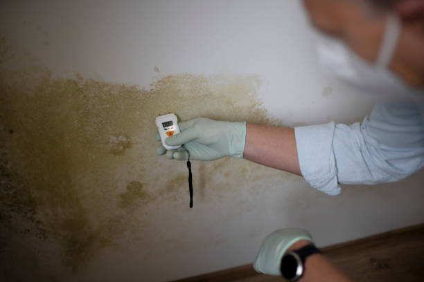 Best Mold Removal and Inspection  in Harveys Lake, PA