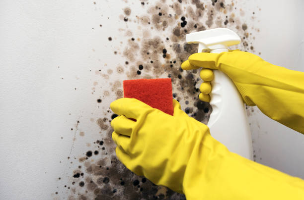 Best Home Mold Removal  in Harveys Lake, PA