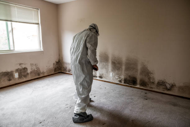 Best Emergency Mold Removal  in Harveys Lake, PA