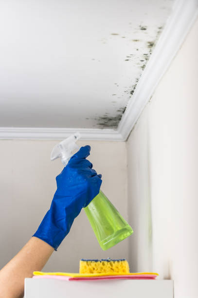 Best Attic Mold Removal  in Harveys Lake, PA