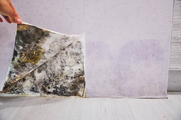 Mold Removal and Inspection in Harveys Lake, PA